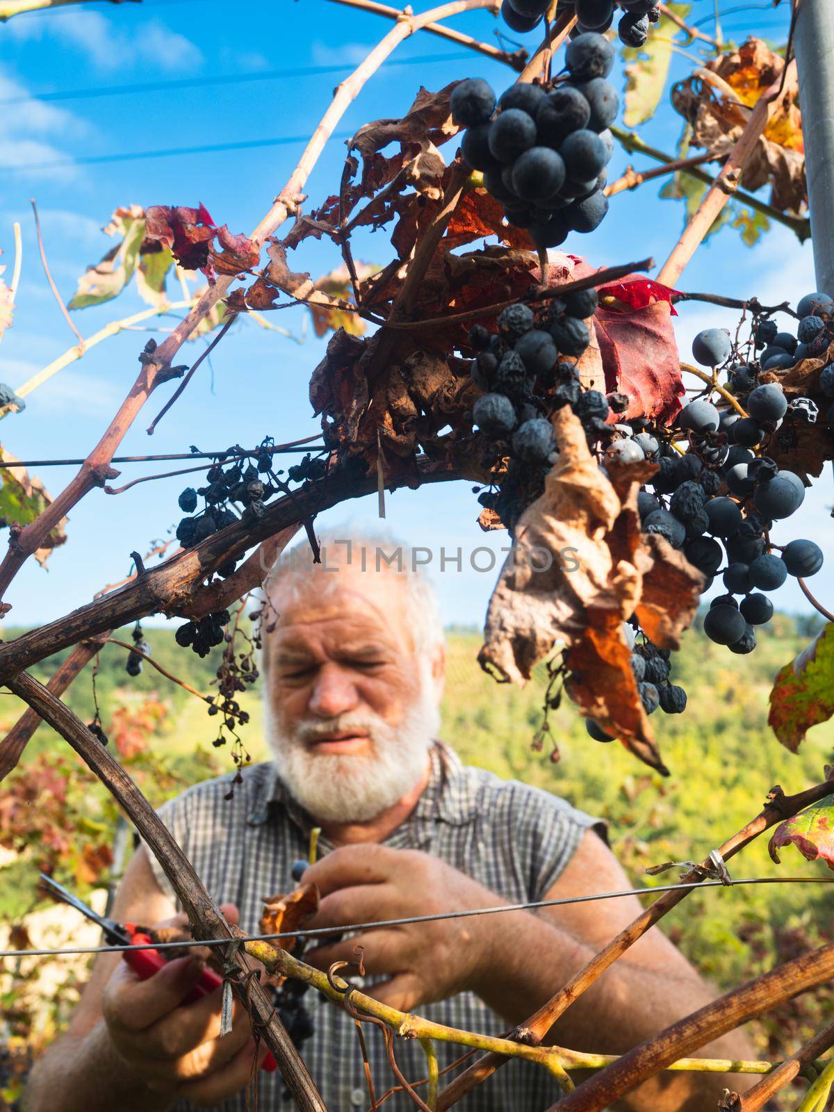 old bearded man harvesiting for wine production