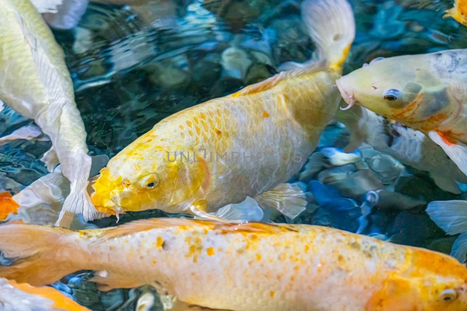 colorful koi carp in the water close-up. photo