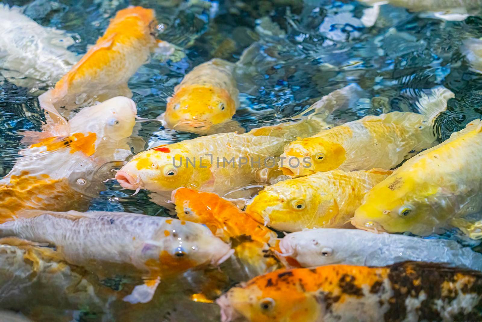 colorful koi carp in the water close-up in the blur by roman112007