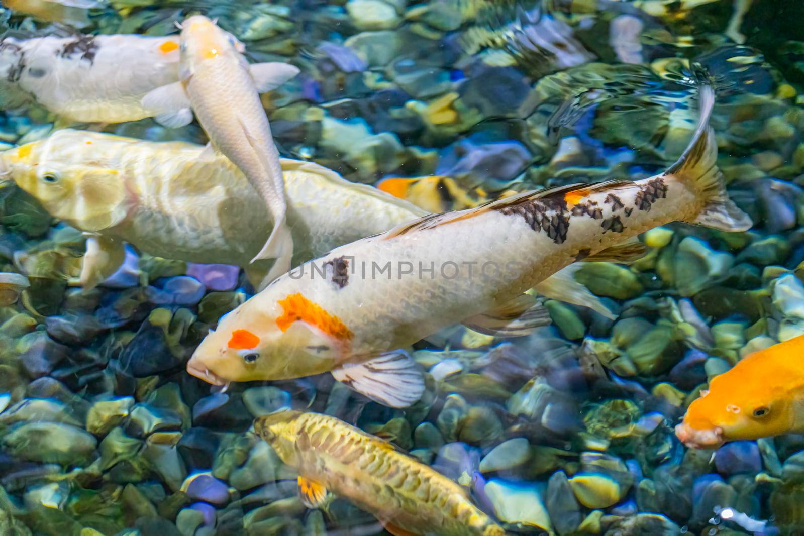 colorful koi carp in the water close-up in the blur by roman112007