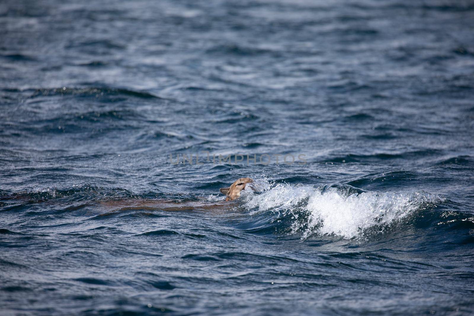 A cougar or mountain lion being hit by a wave as it is trying to swim across a channel by Granchinho
