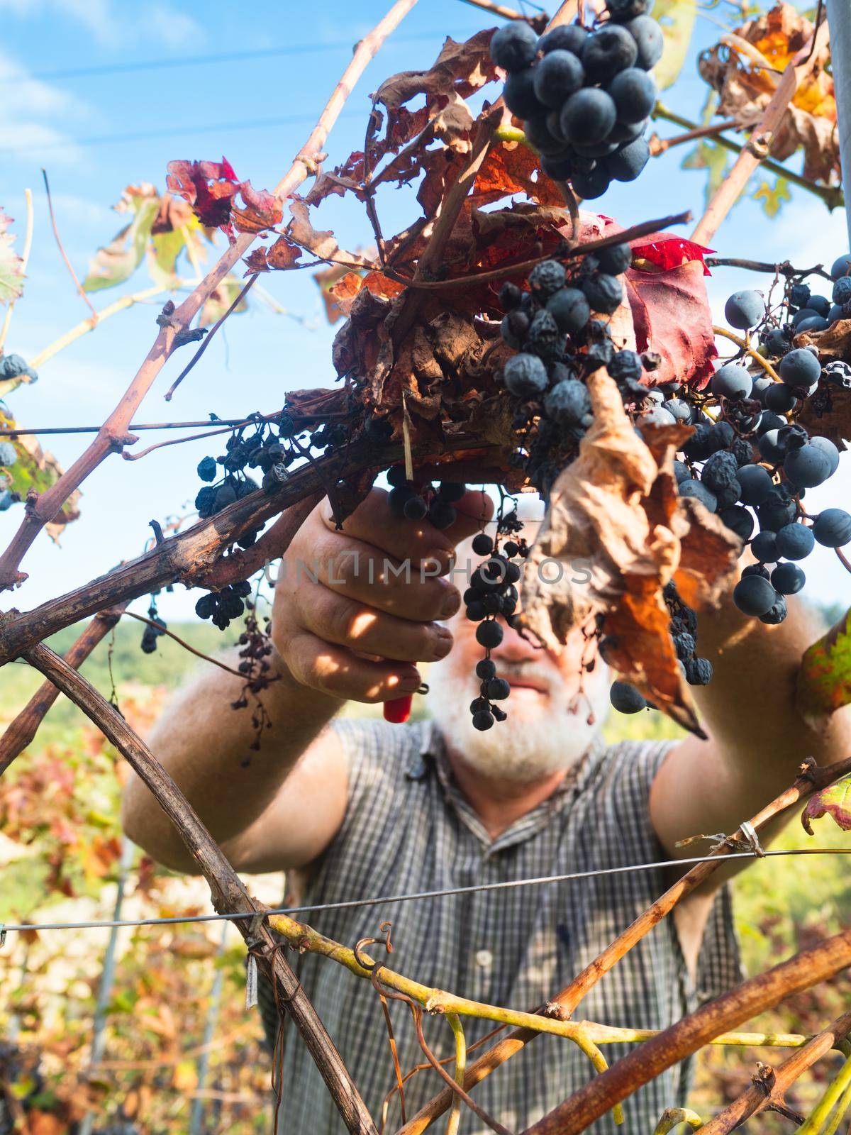 old bearded man harvesiting for wine production