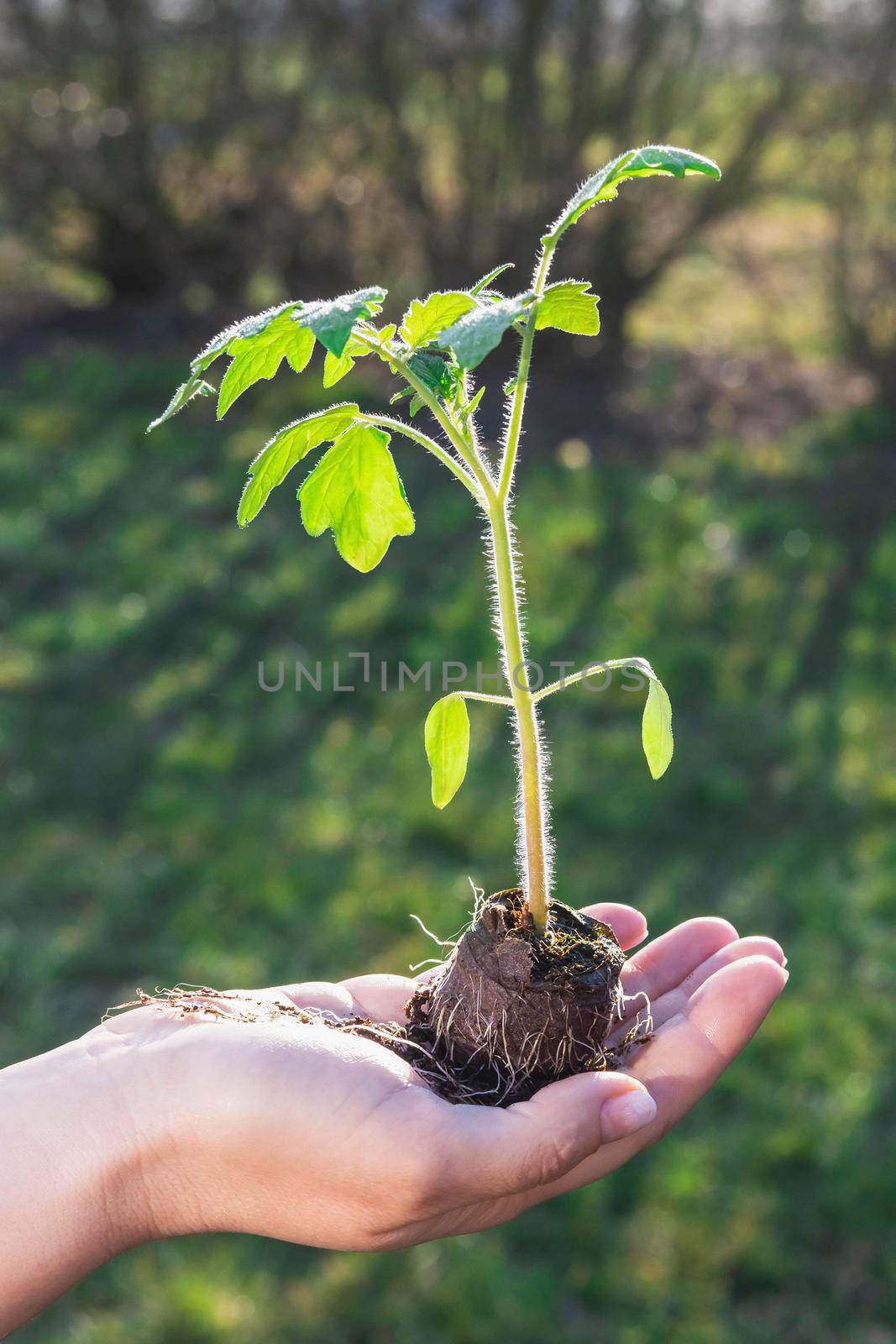Woman holding a tomato seedling in her hand.