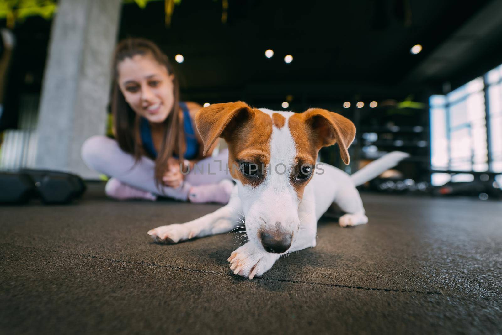 cute small jack russell dog in gym with her owner woman. Healthy lifestyle indoors