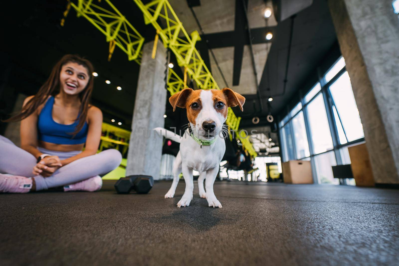 cute small jack russell dog in gym with her owner woman. Healthy lifestyle indoors