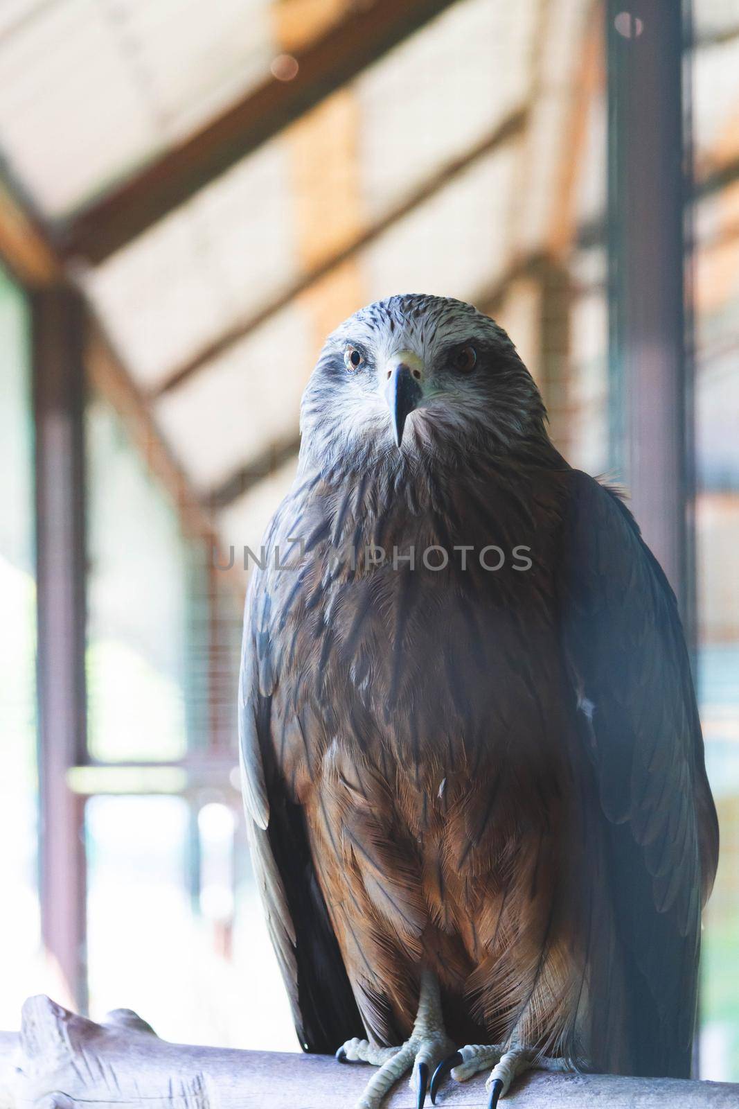 American eagle at the zoo. American symbol of the nation. by Verrone