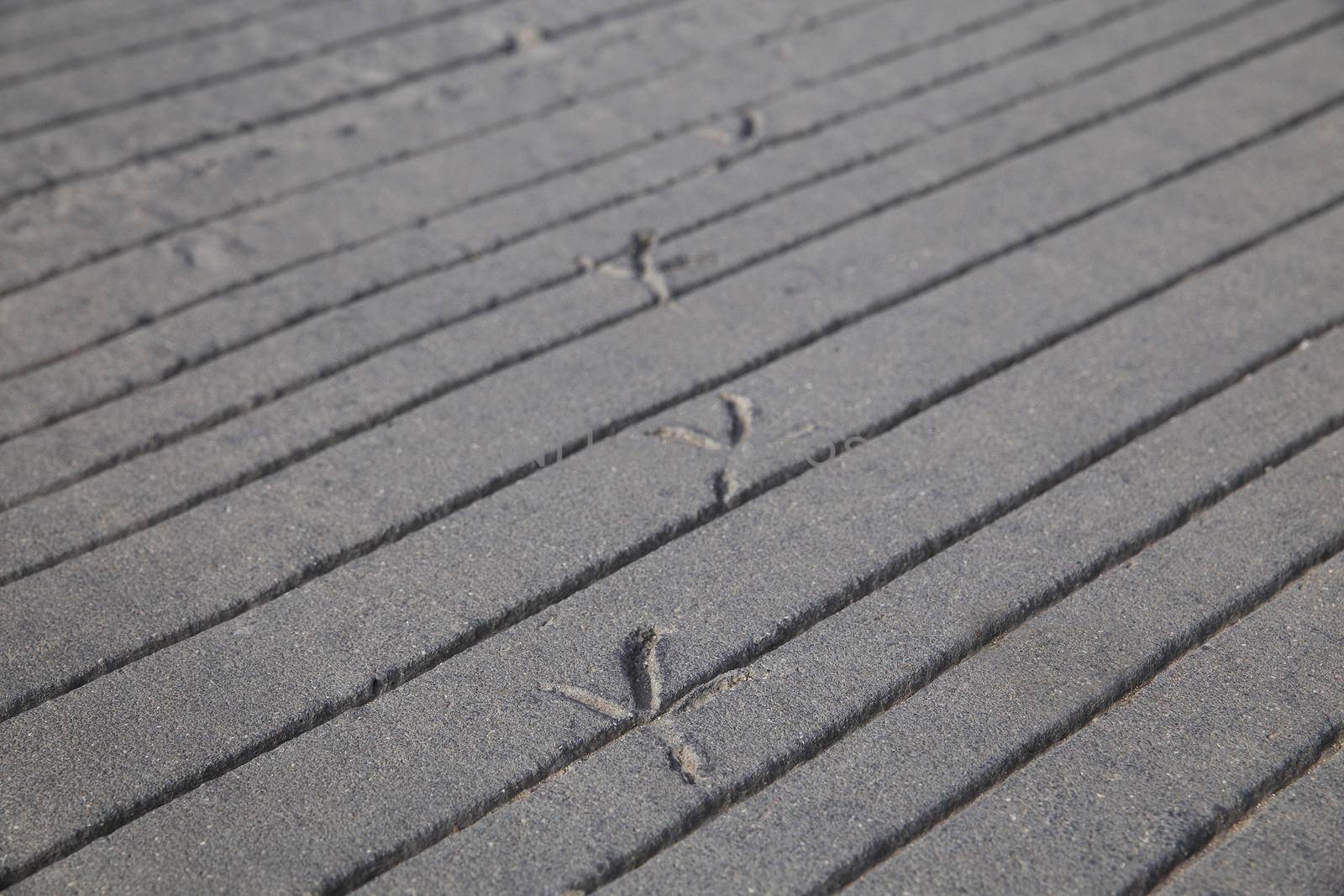 Traces of bird that walked on fresh concrete in Denmark.
