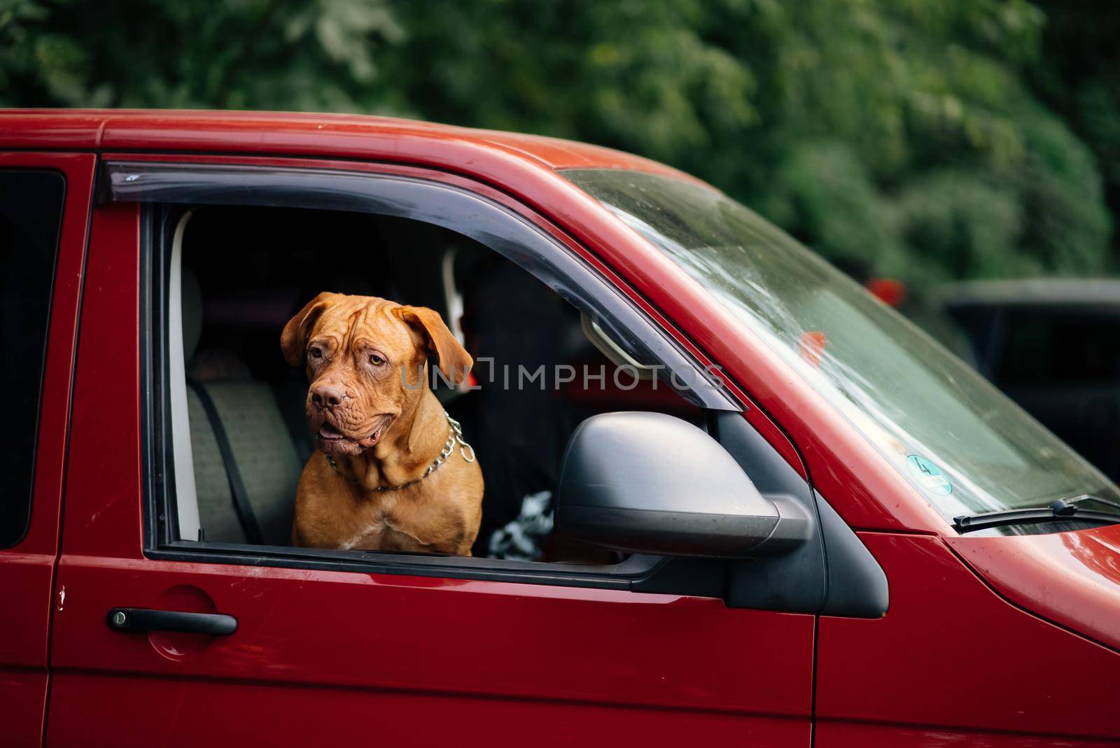 The dog stuck its head out of the window of the red car