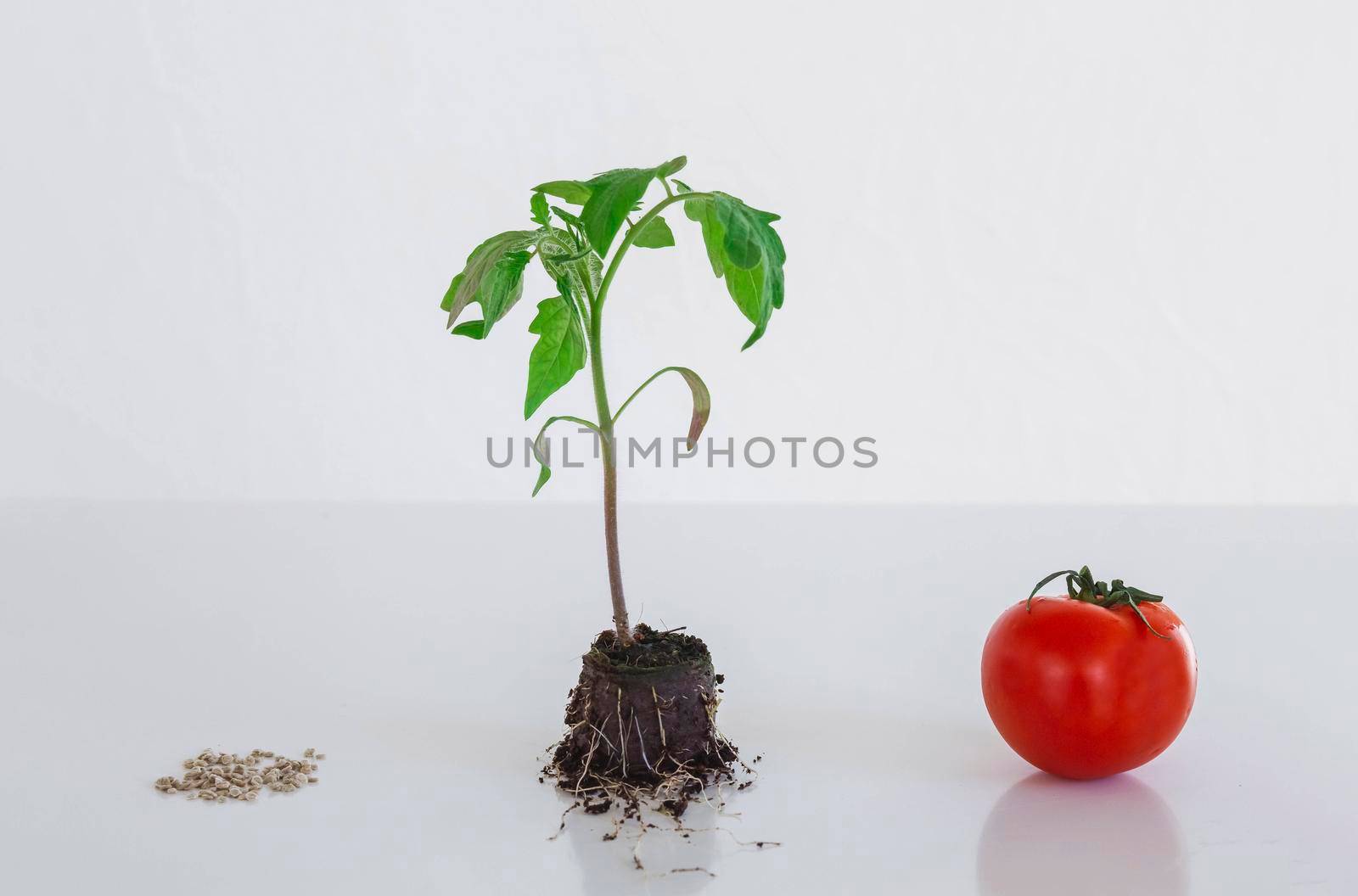 Tomato, seeds and sprout on white background.