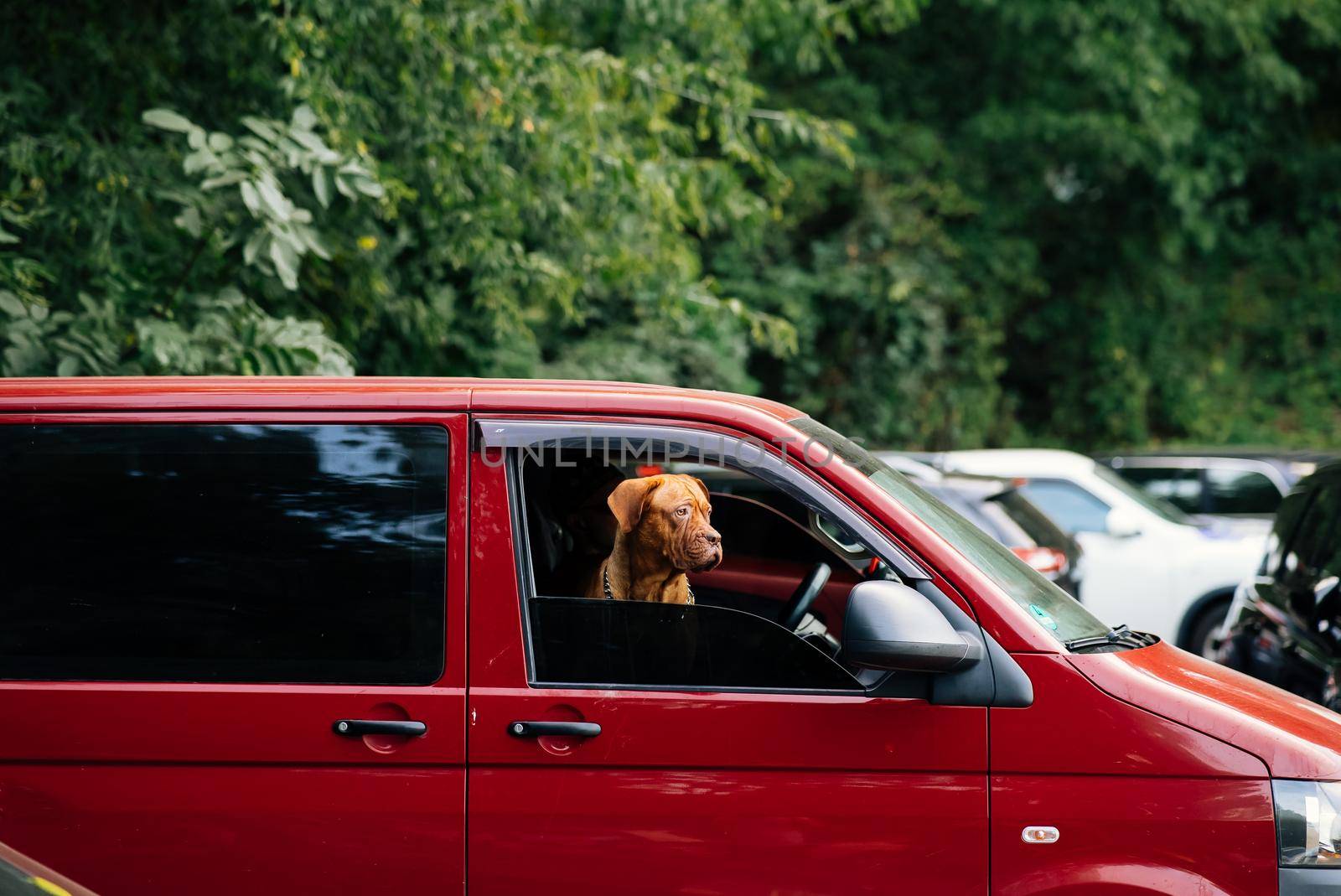 The dog stuck its head out of the window of the red car