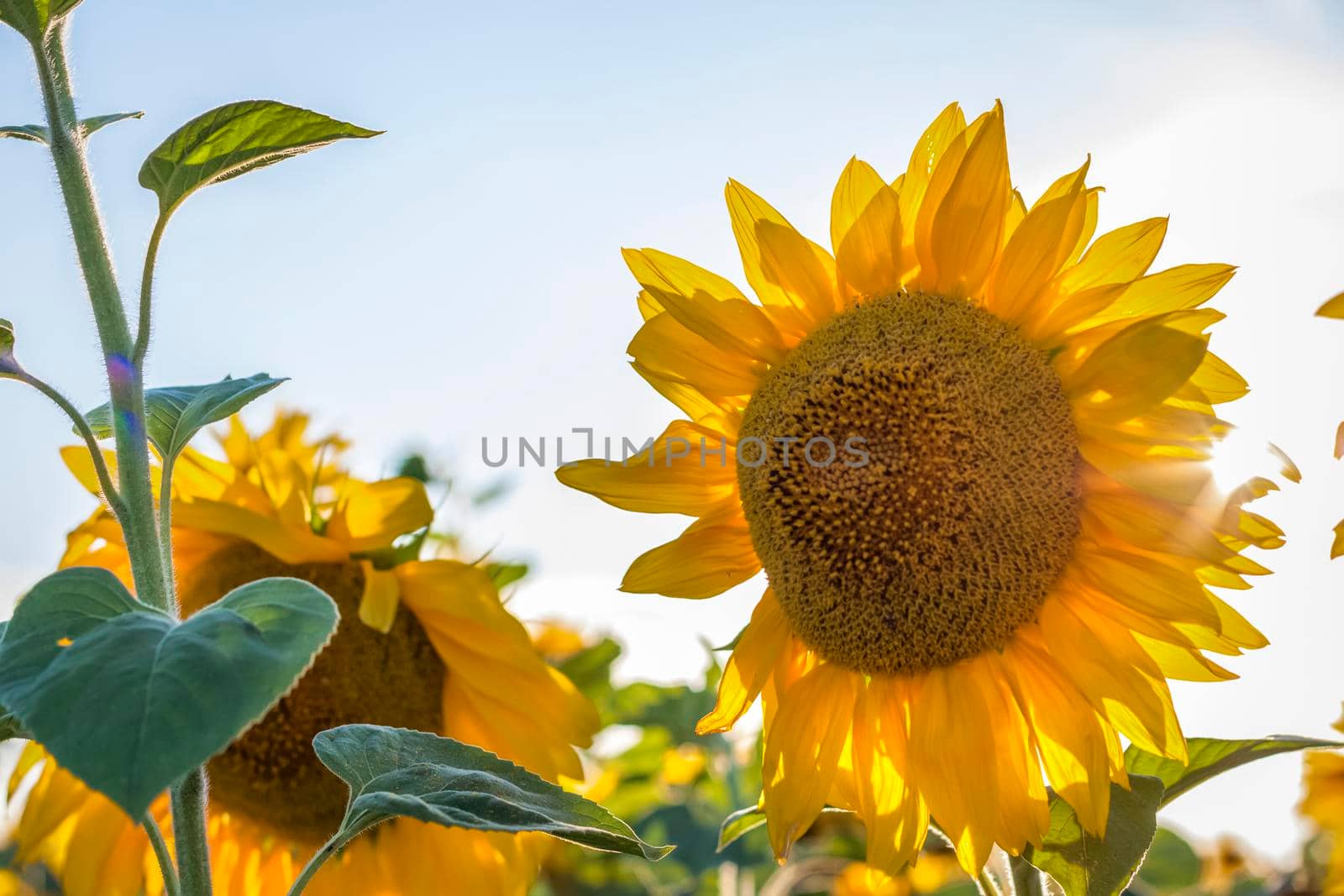 A beautiful sunflower on a natural background in the rays of the setting sun. Selective focus. High quality photos