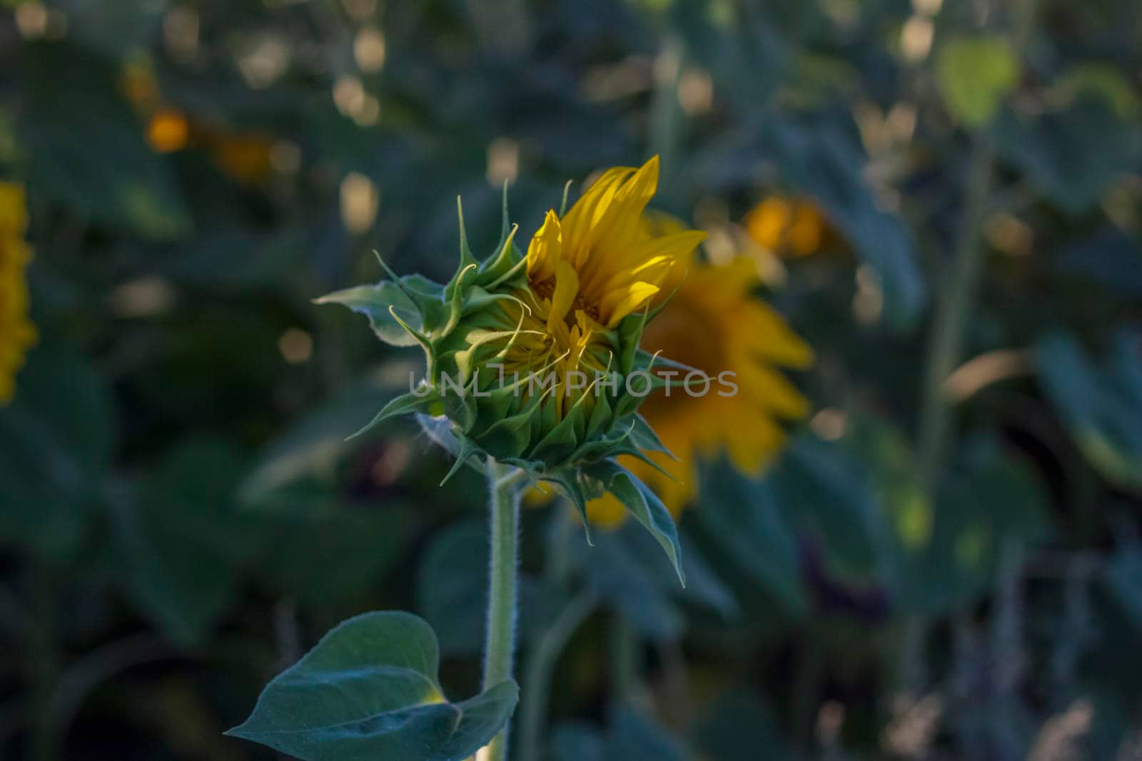 A beautiful sunflower on a natural background in the rays of the setting sun. Selective focus. High quality photos