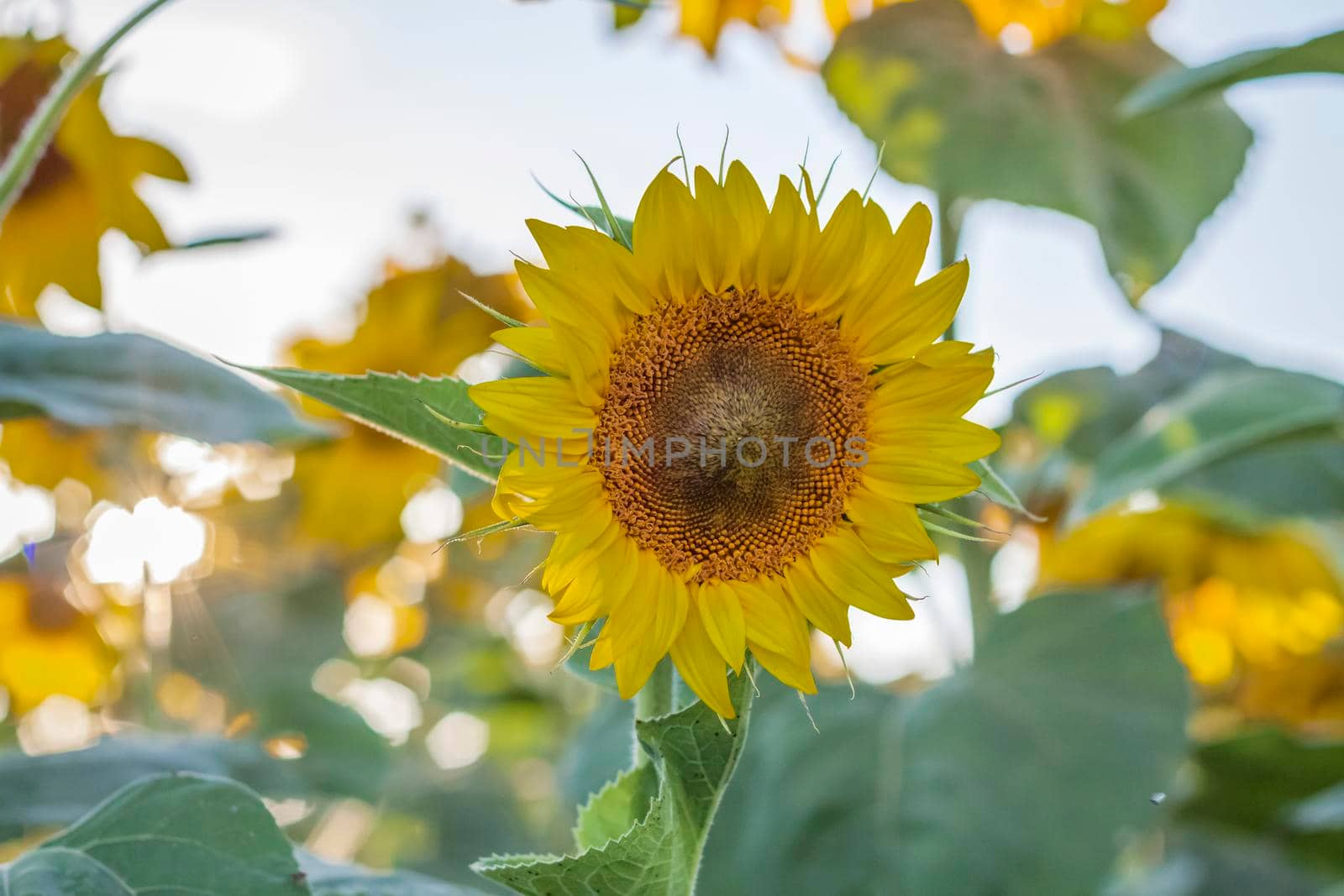 A beautiful sunflower on a natural background in the rays of the setting sun. Selective focus. High quality photos