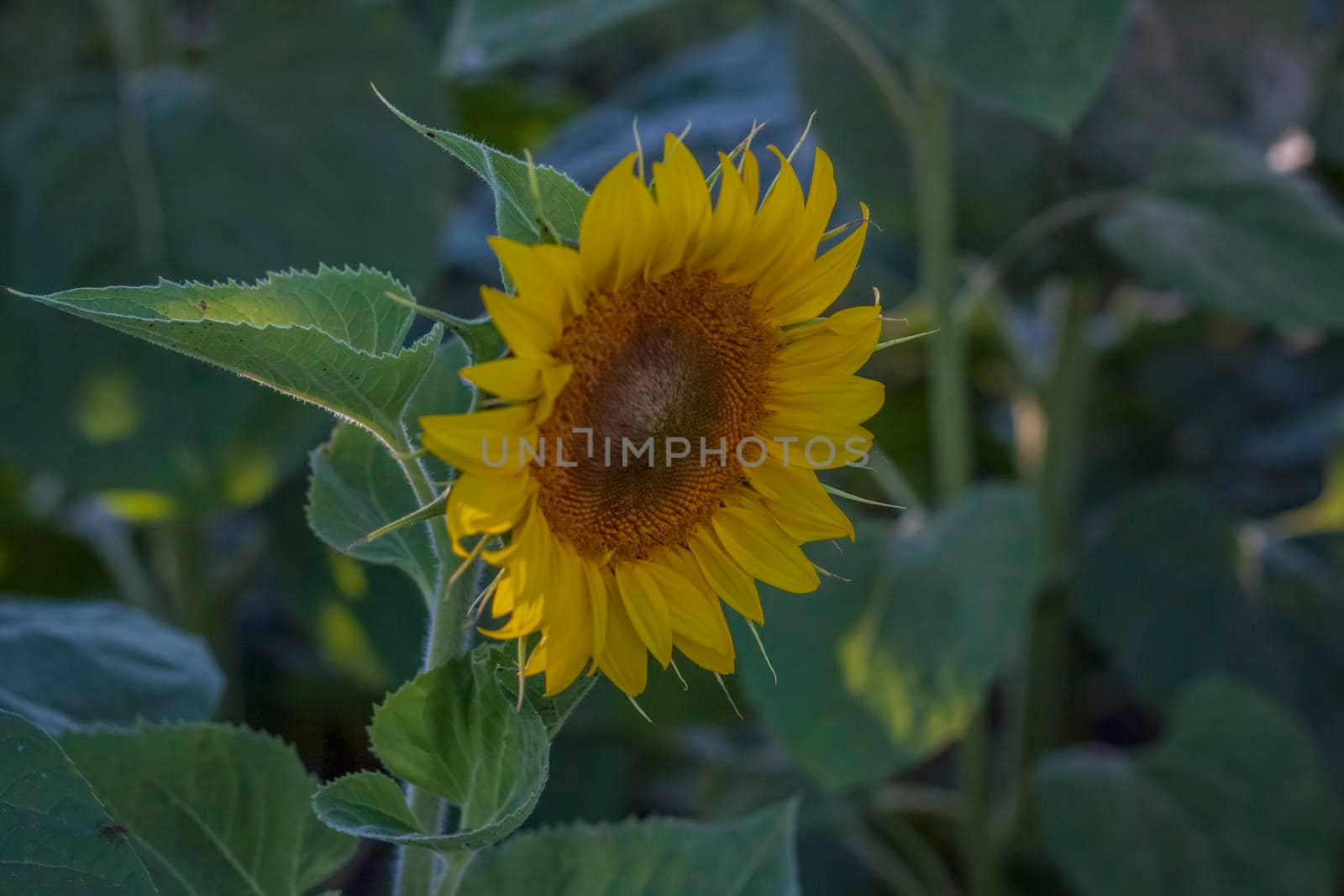 A beautiful sunflower on a natural background in the rays of the setting sun. Selective focus. High quality photos