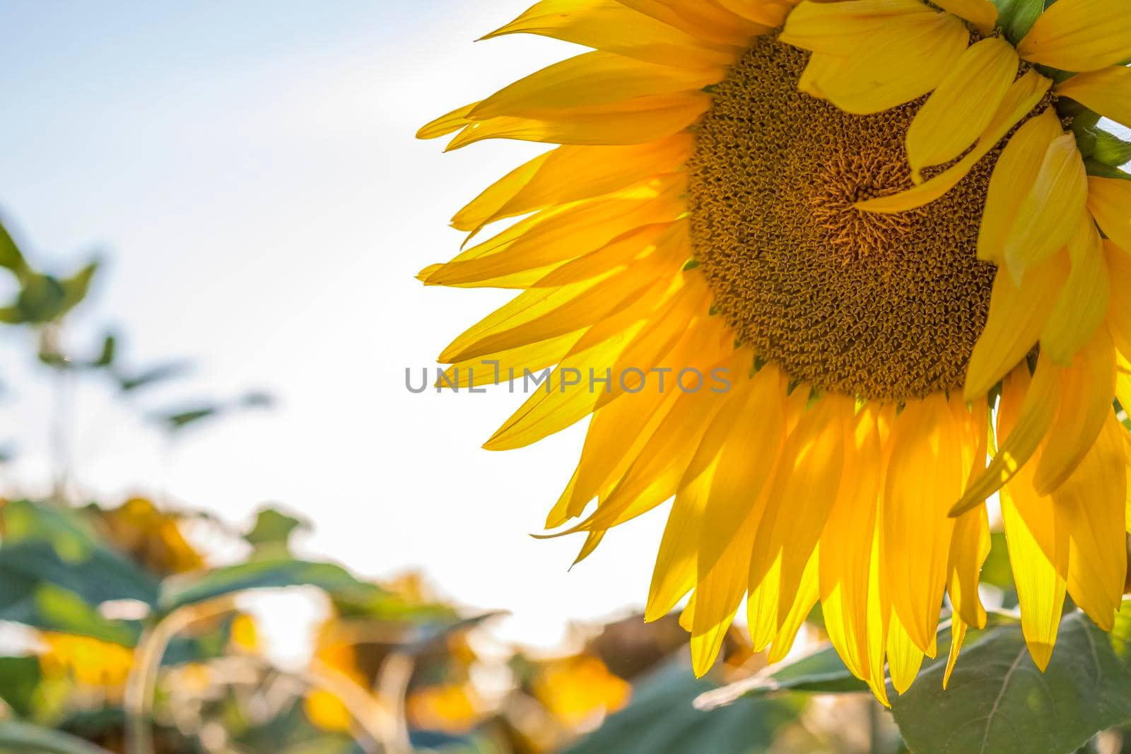 A beautiful sunflower on a natural background in the rays of the setting sun. Selective focus. High quality photos