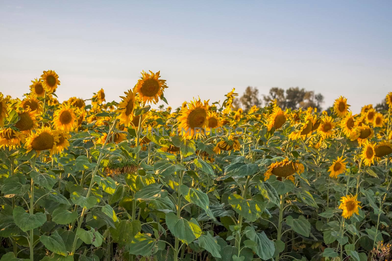 A beautiful sunflower on a natural background in the rays of the setting sun. Selective focus. High quality photos