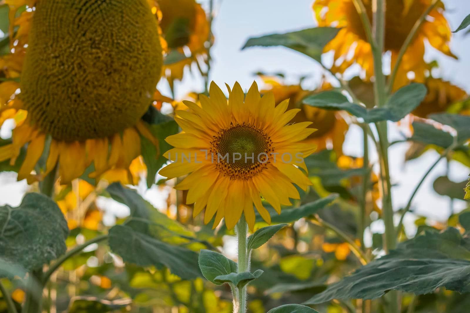 A beautiful sunflower on a natural background in the rays of the setting sun. Selective focus. High quality photos