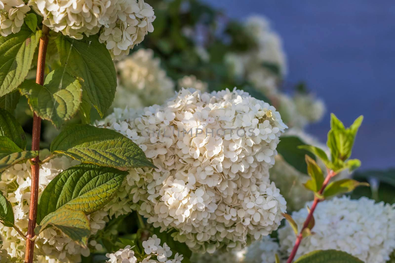 Hydrangea in the garden in a flowerbed under the open sky. Lush delightful huge inflorescence of white and pink hydrangeas in the garden.