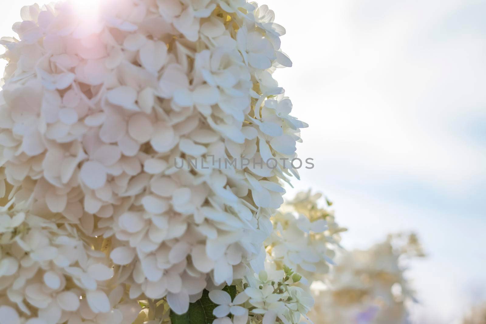 Hydrangea in the garden in a flowerbed under the open sky. Lush delightful huge inflorescence of white and pink hydrangeas in the garden.