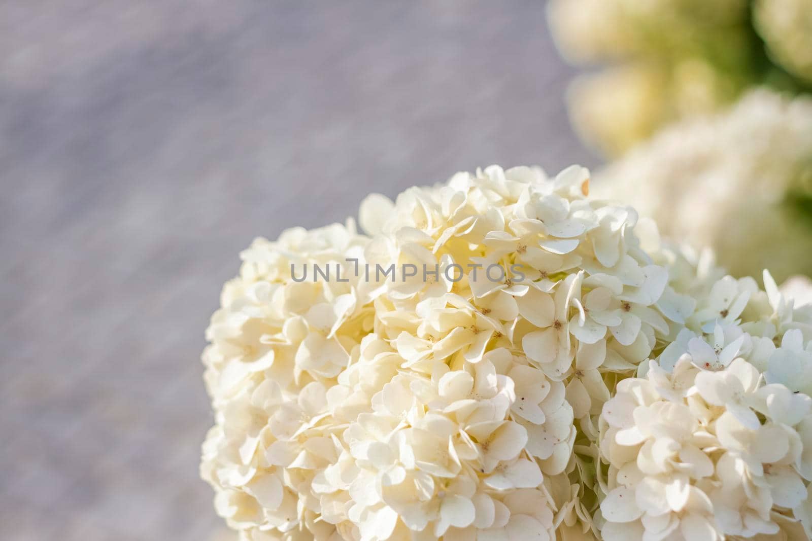 Hydrangea in the garden in a flowerbed under the open sky. Lush delightful huge inflorescence of white and pink hydrangeas in the garden.