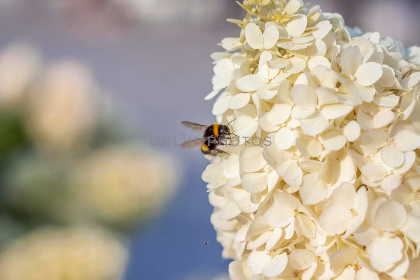 Hydrangea in the garden in a flowerbed under the open sky. Lush delightful huge inflorescence of white and pink hydrangeas in the garden.