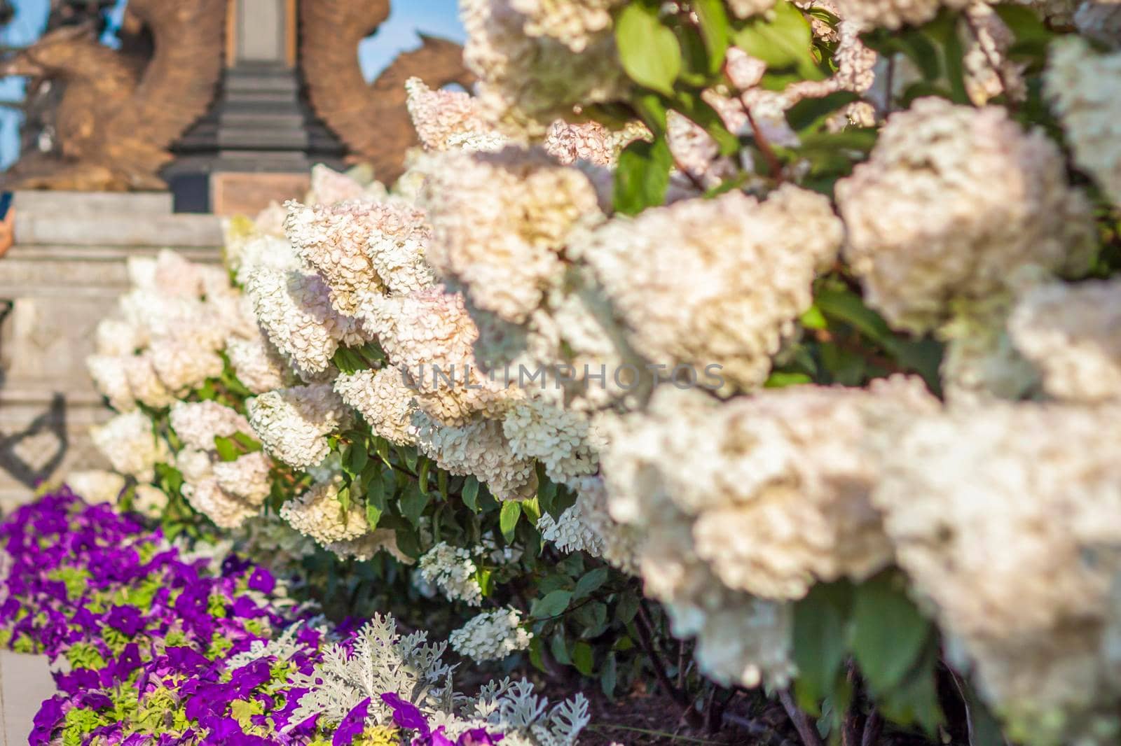 Hydrangea in the garden in a flowerbed under the open sky. Lush delightful huge inflorescence of white and pink hydrangeas in the garden.