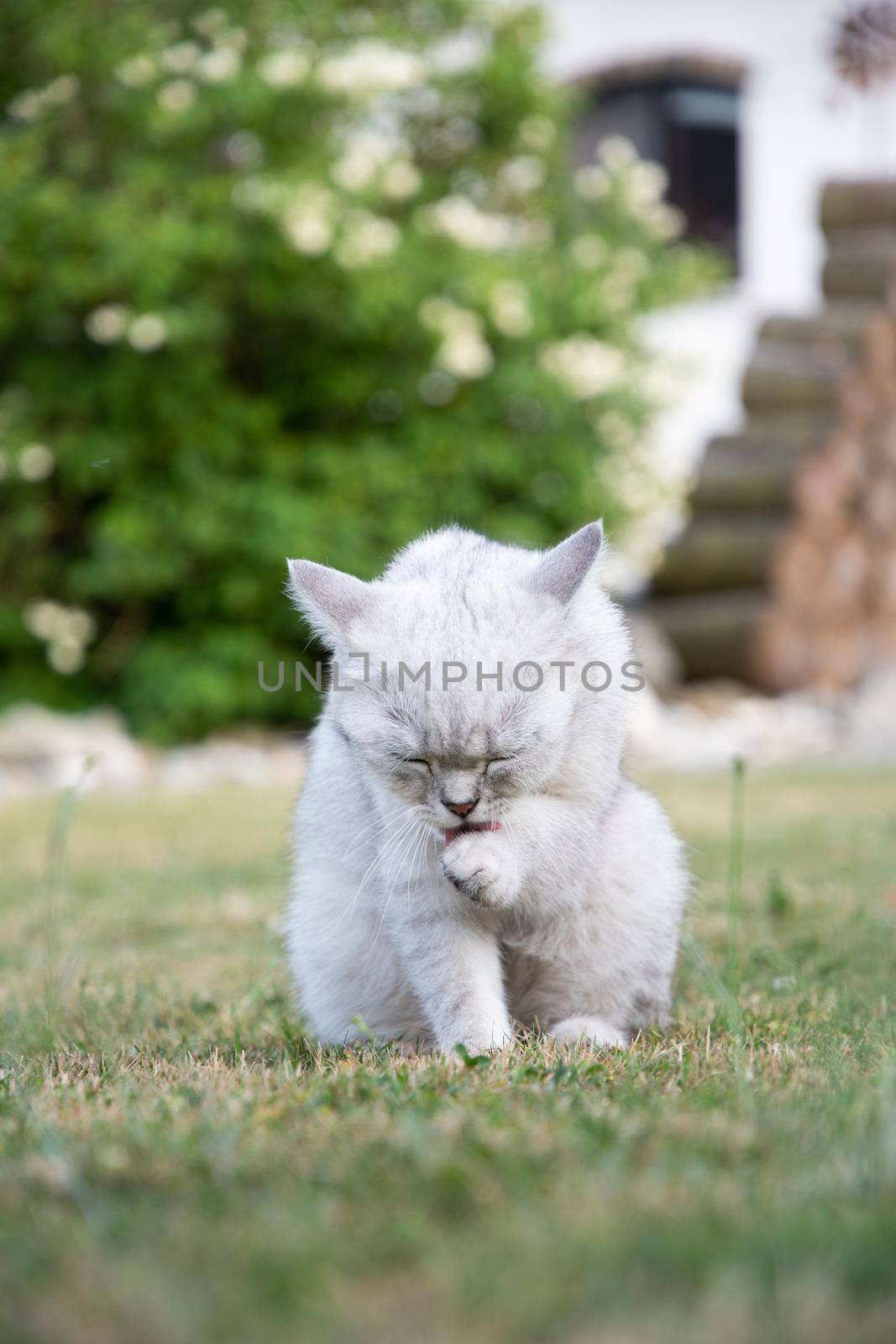 beautiful light gray Scottish kitten washes his paw on a green lawn in the garden, a pet. High quality photo