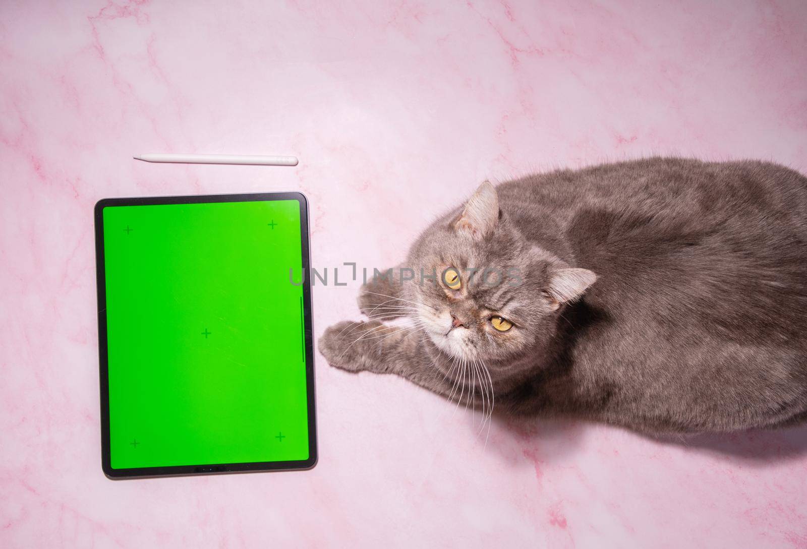 gray cat sits on a pink marble table next to a tablet with green screen, a pet orders food delivery at home, High quality photo
