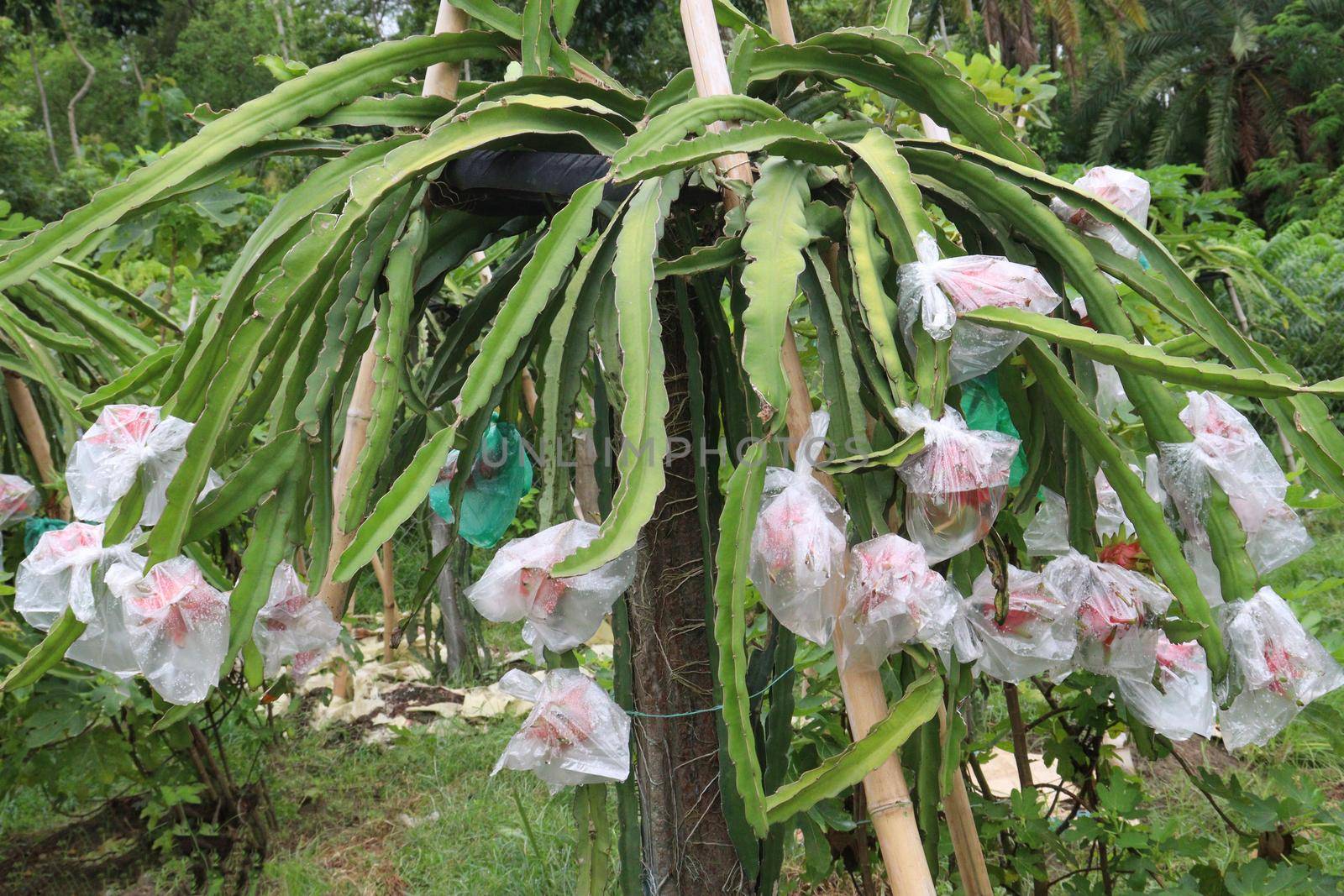 dragon fruit on tree in firm by jahidul2358