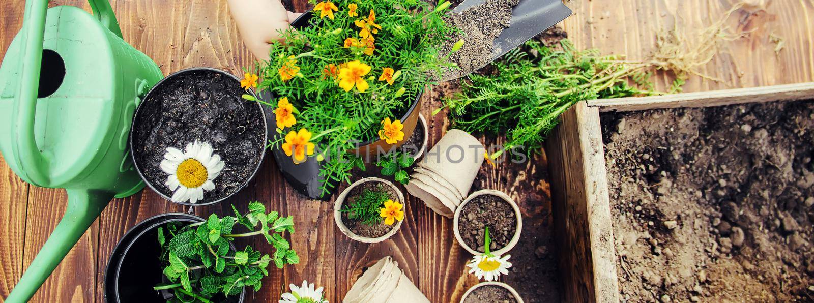 A little girl is planting flowers. The young gardener. Selective focus.