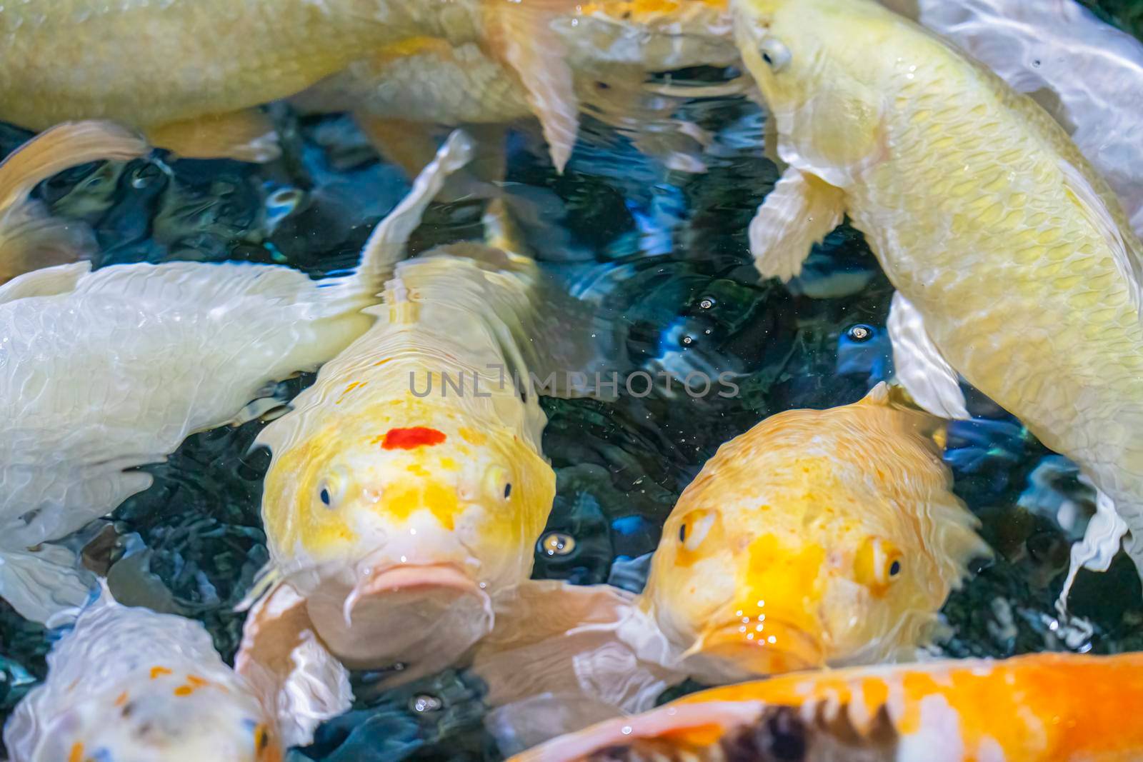 colorful koi carp in the water close-up. photo