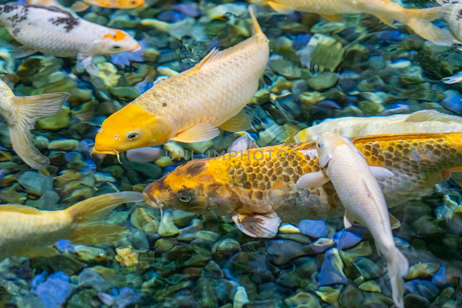 colorful koi carp in the water close-up in the blur by roman112007