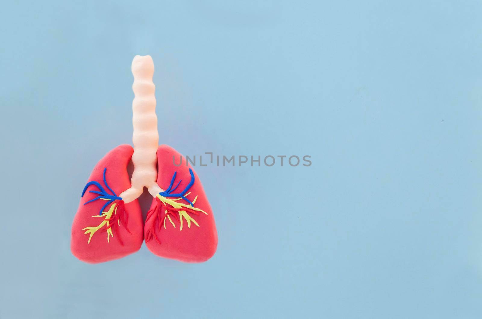 Toy lungs from plasticine on blue background.
