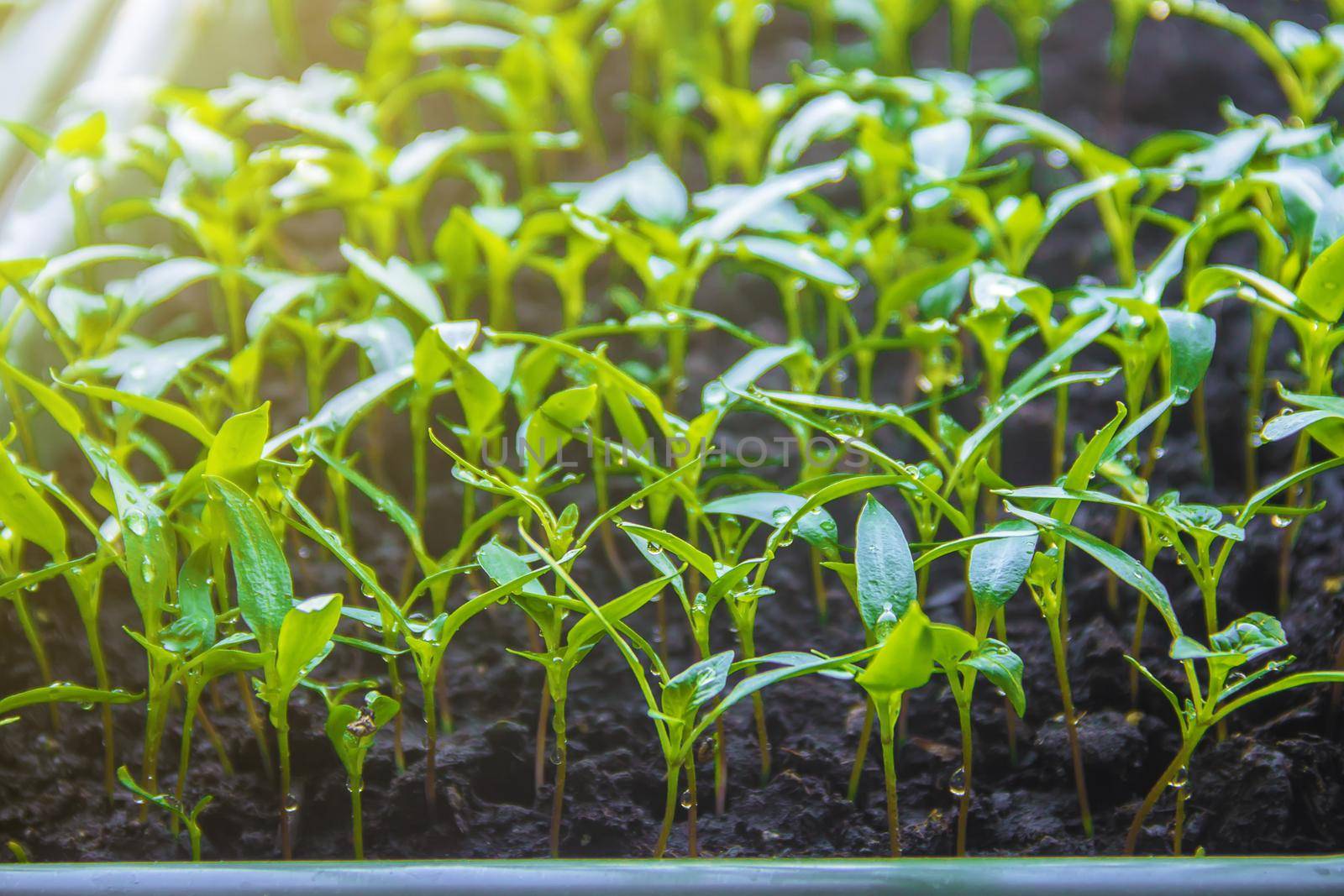 Seedlings of pepper in pots on the windowsill. Selective focus.