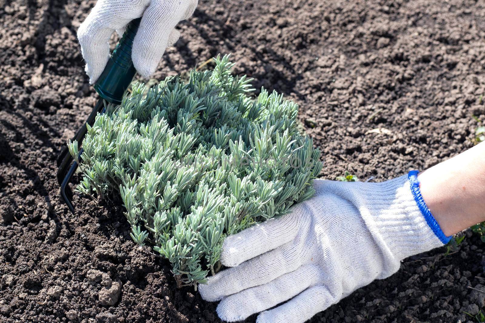 selective focus. growing and planting a lavender bush in the ground. A professional gardener in gloves is planting a plant. The concept of growing a lavender field. High quality photo