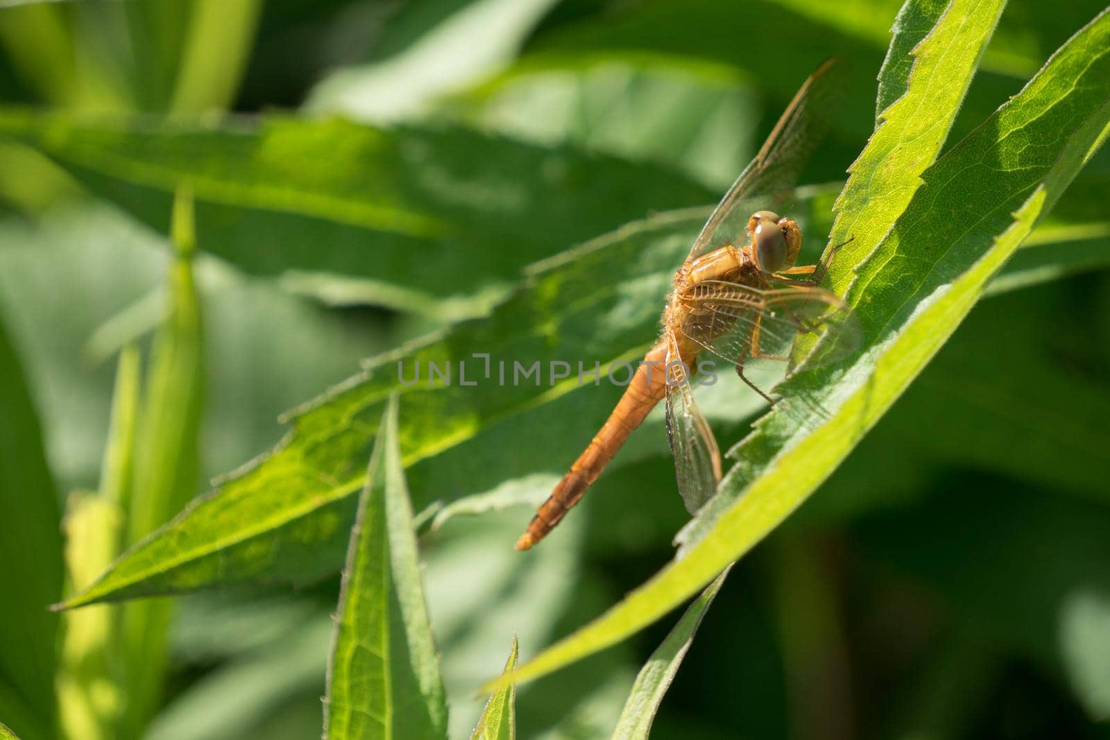 Portrait of a dragonfly on a green plant background by Vvicca