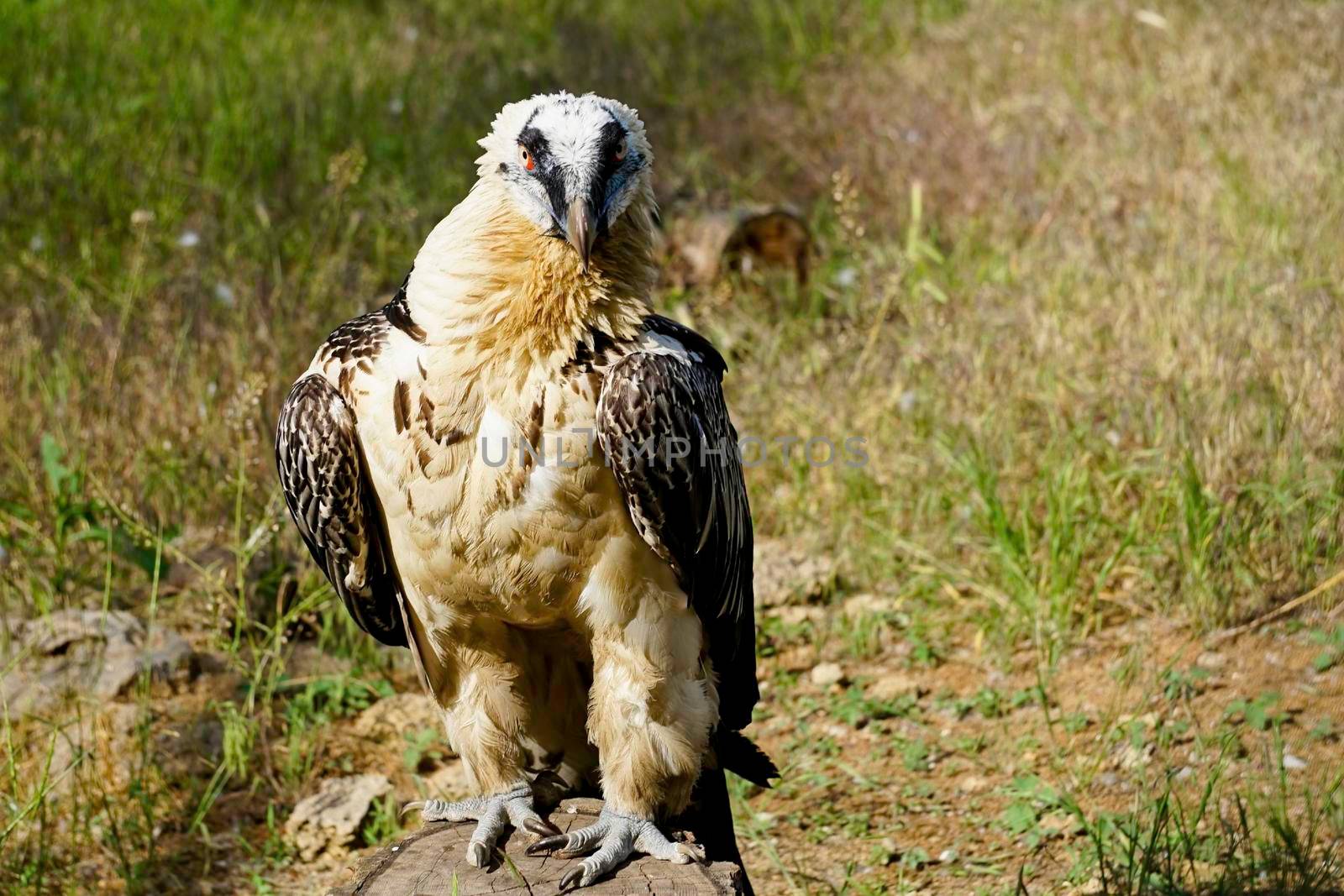 A large bird of prey on a green natural background in Sunny day.