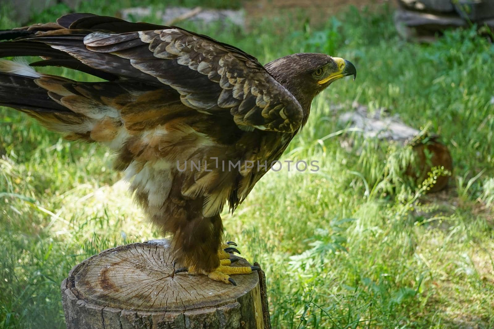 Portrait of a large bird of prey on a natural background by Vvicca