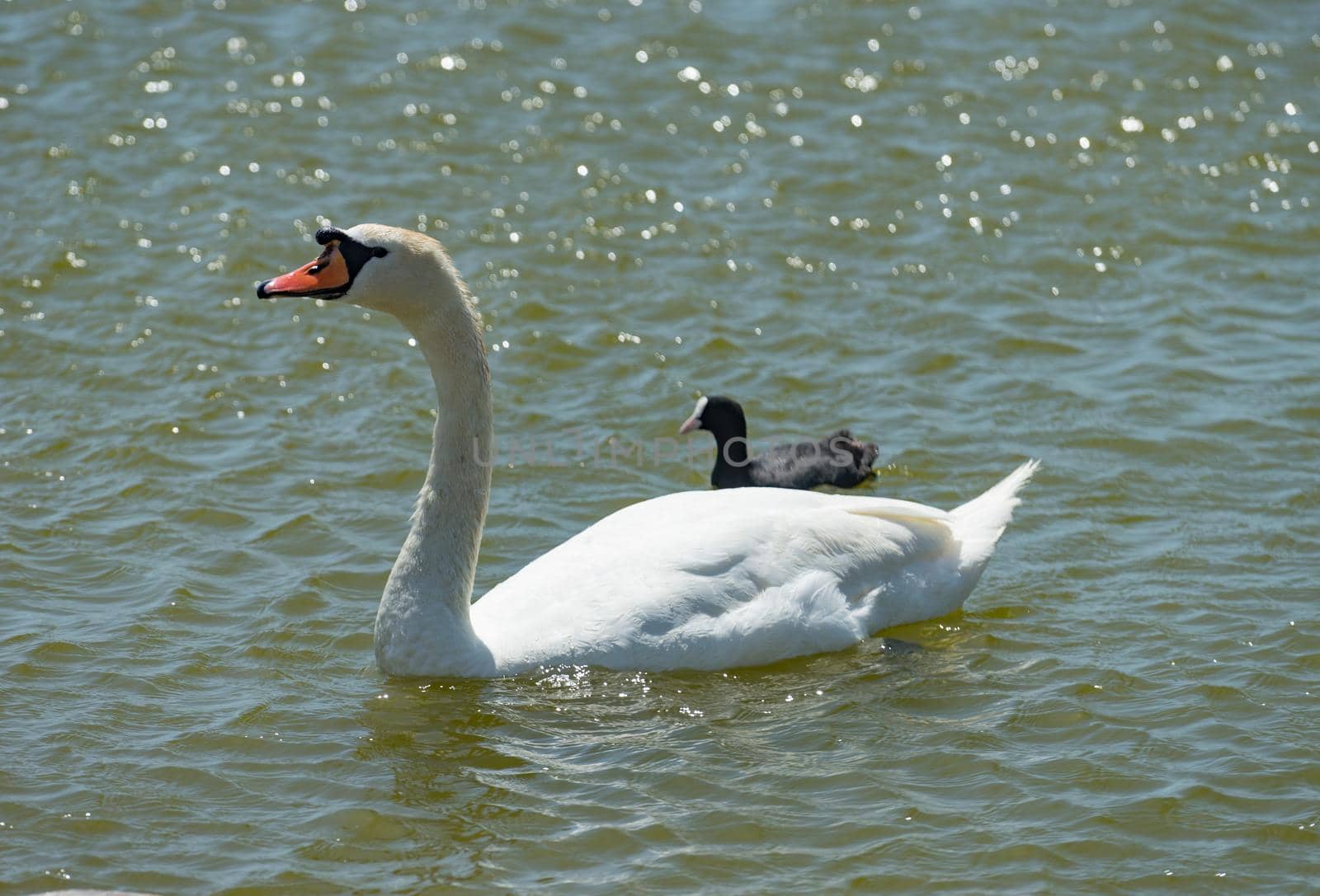 portrait of a white Swan close-up on the background of dark water.