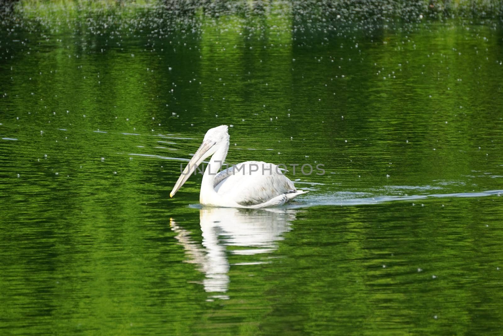 white Pelican floating on the green water surface by Vvicca