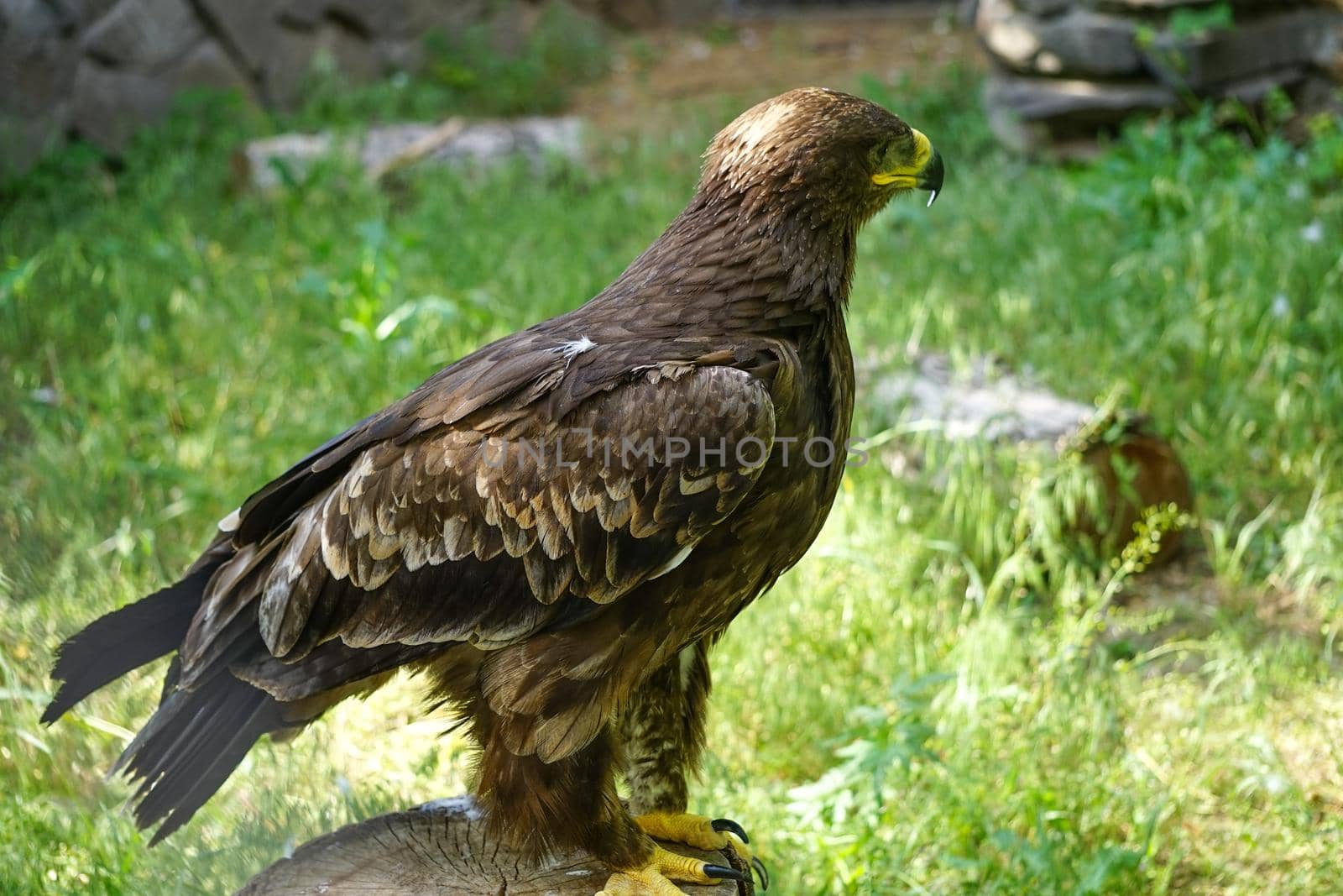 Portrait of a large bird of prey on a natural background
