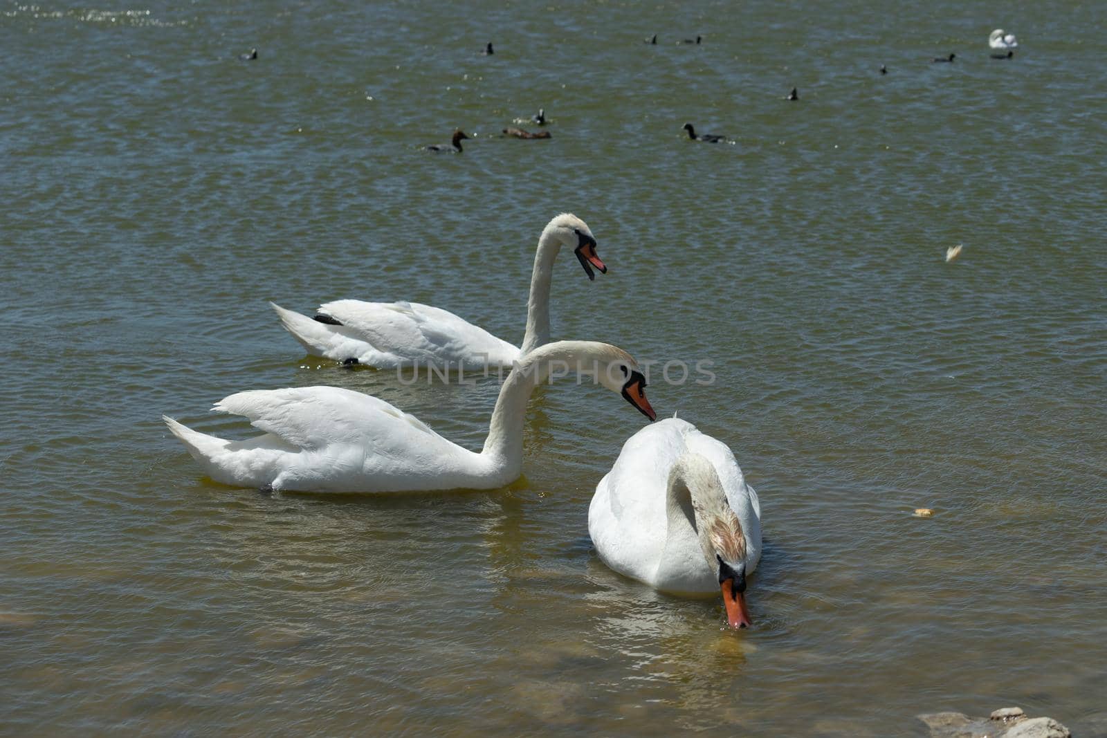 White swans on the water surface of lake Sasyk-Sivash in Yevpatoria. Attraction and beauty of nature of the Crimea.