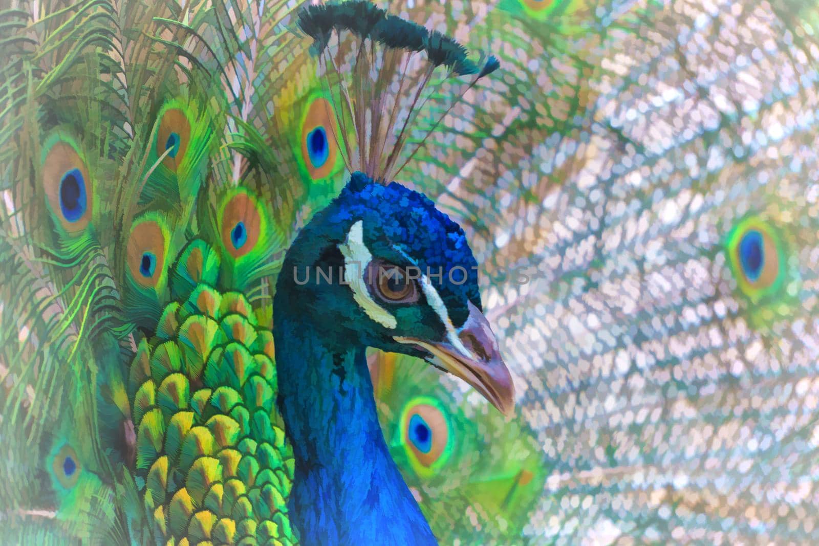 Bright background with a portrait of a peacock on the background of blurred tail feathers.