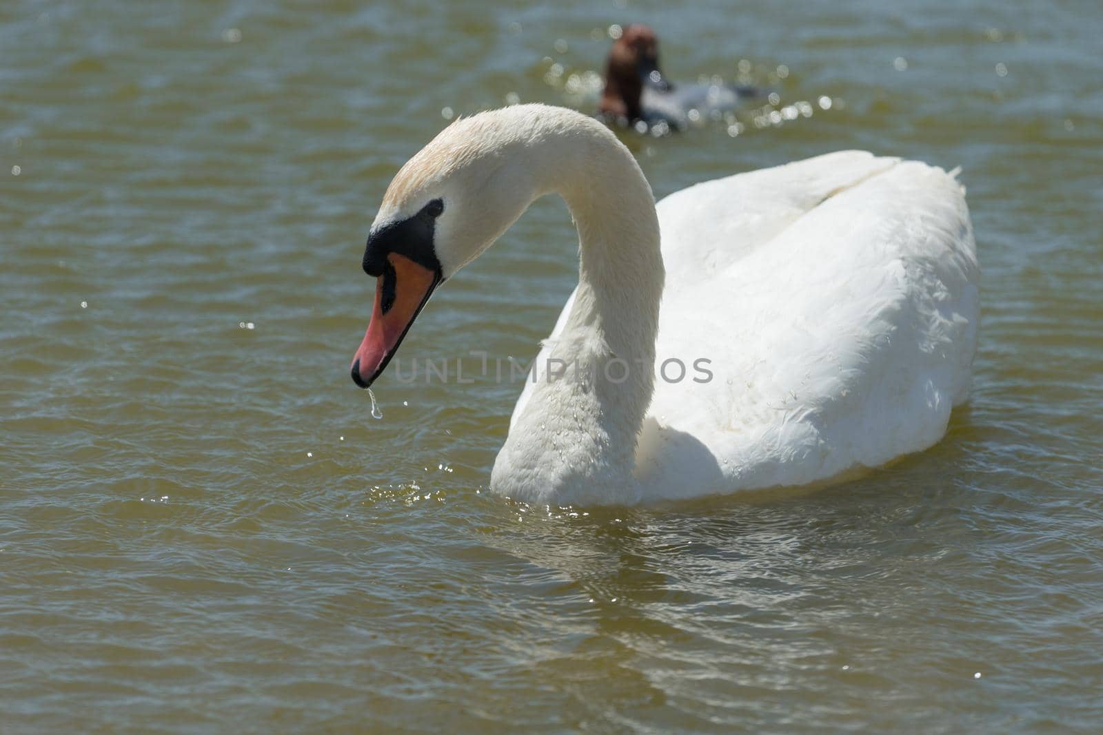 portrait of a white Swan close-up on the background of dark water.