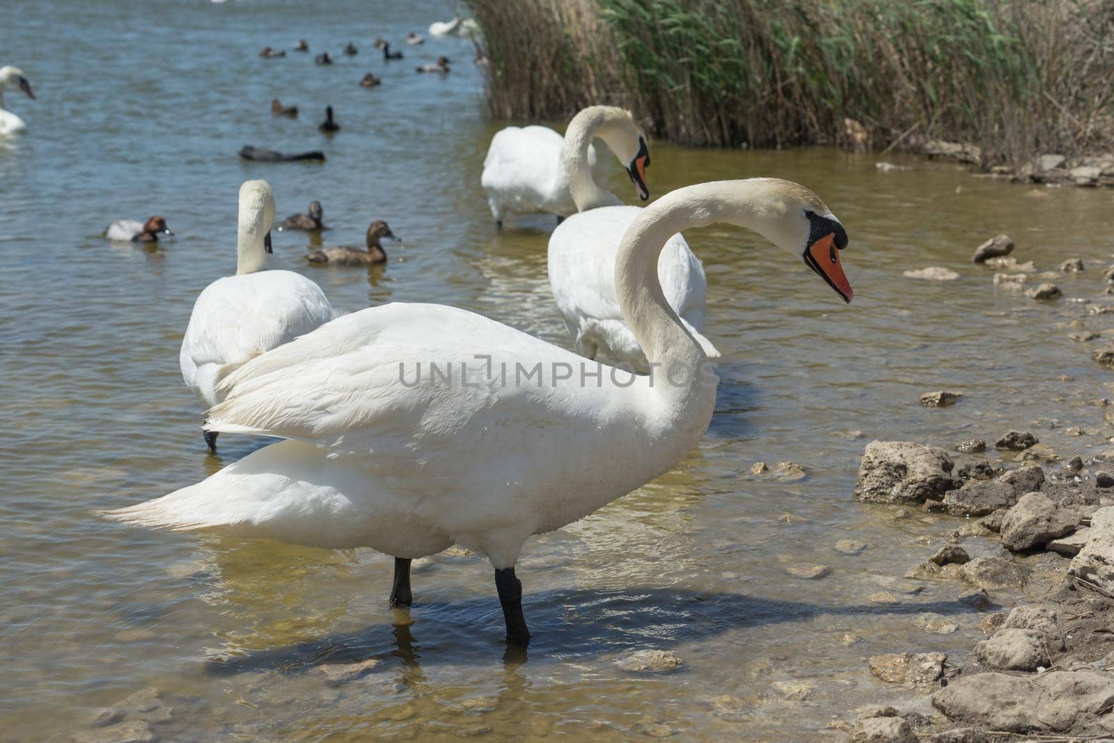 portrait of a white Swan close-up on the background of dark water.