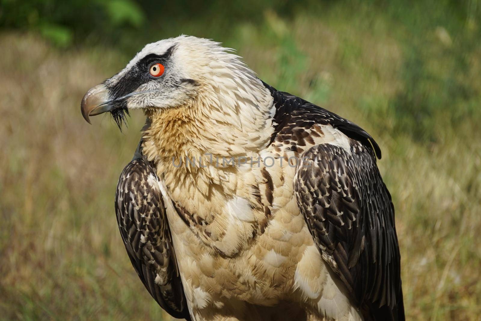 Portrait of a large bird of prey on a green background