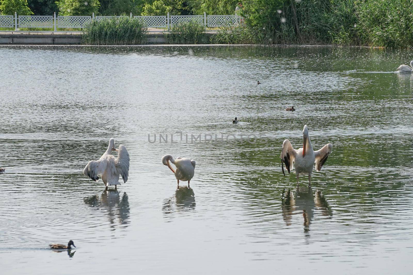 white pelicans on the water surface by Vvicca