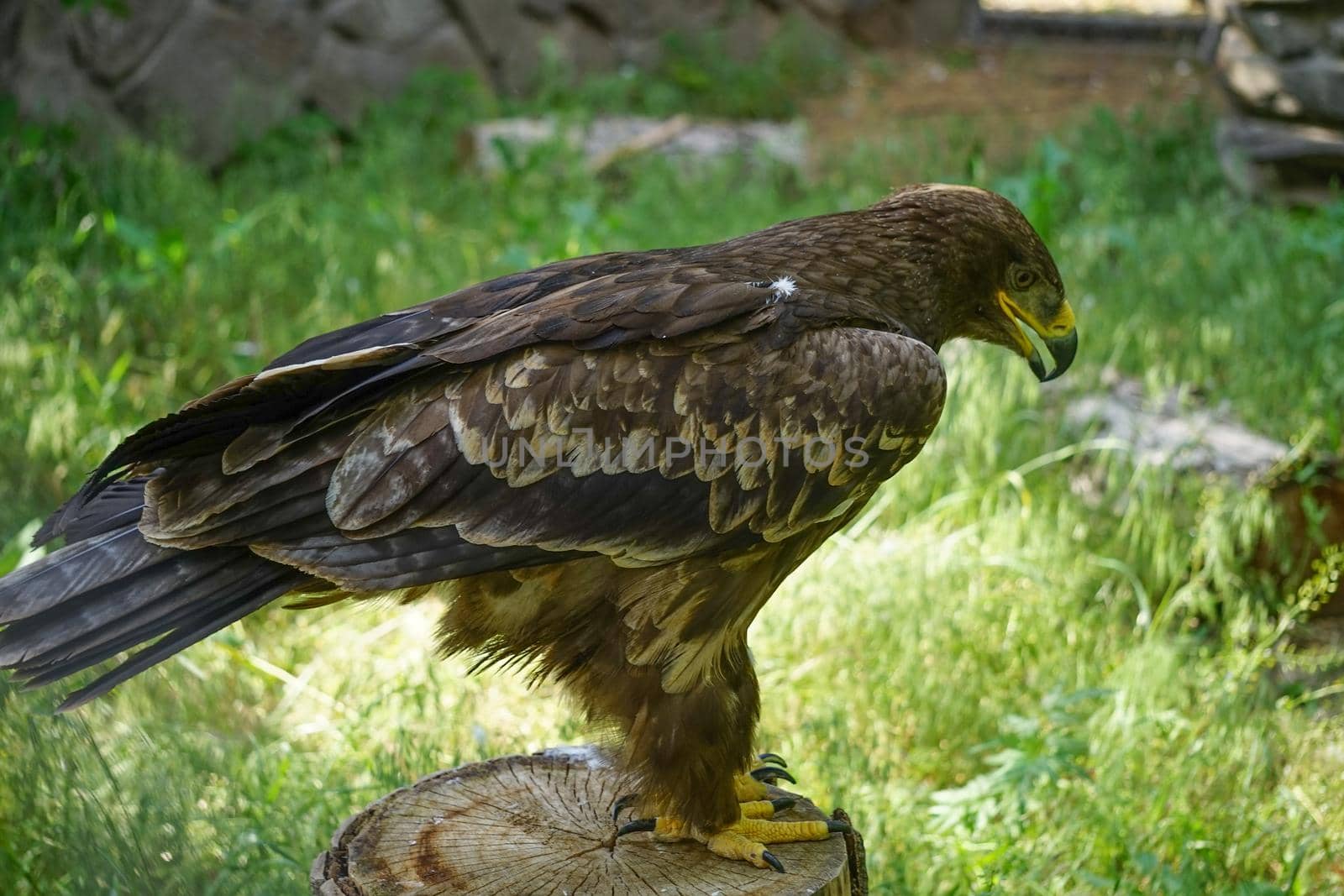 Portrait of a large bird of prey on a natural background