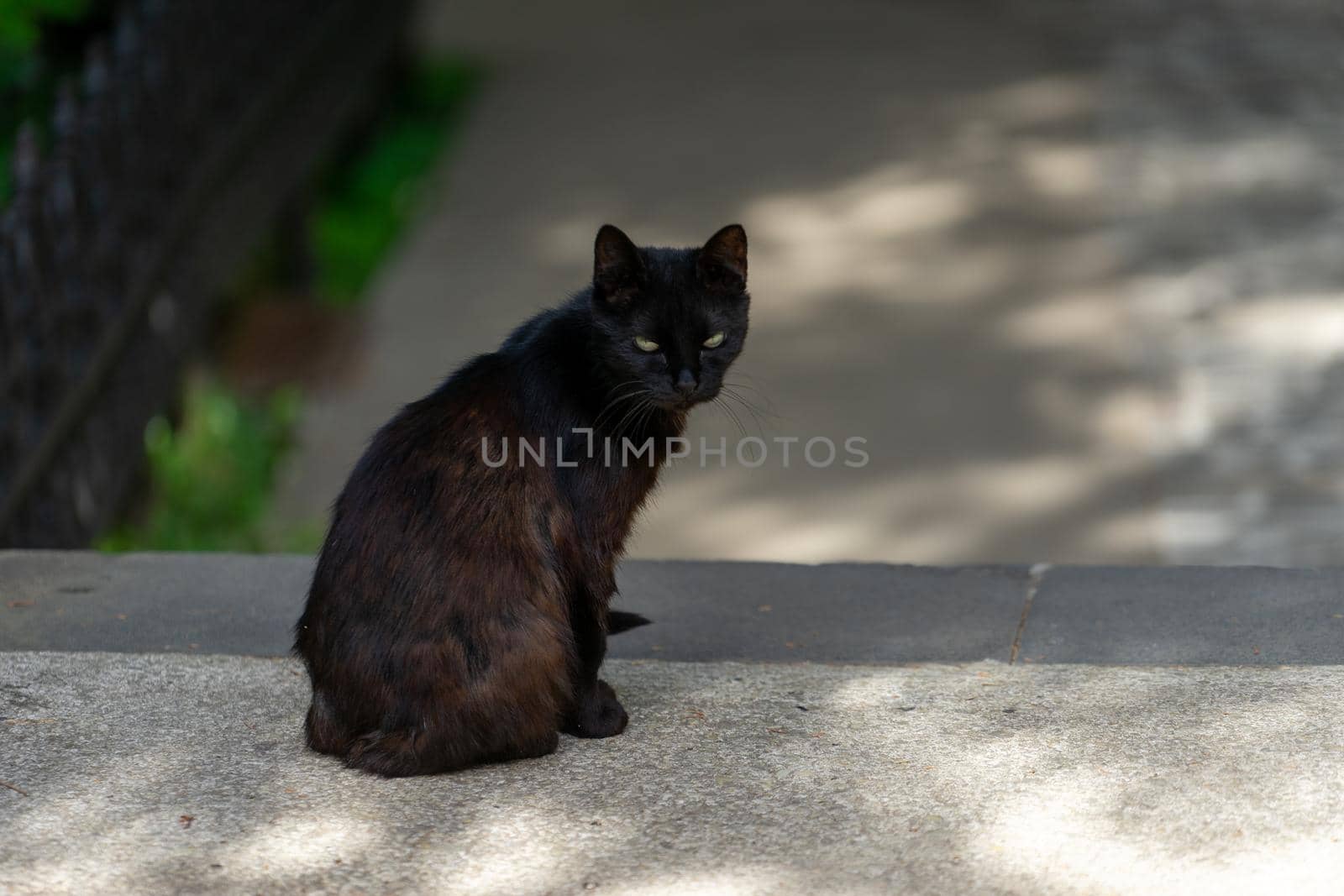 Portrait of a black cat on the background of the Park.