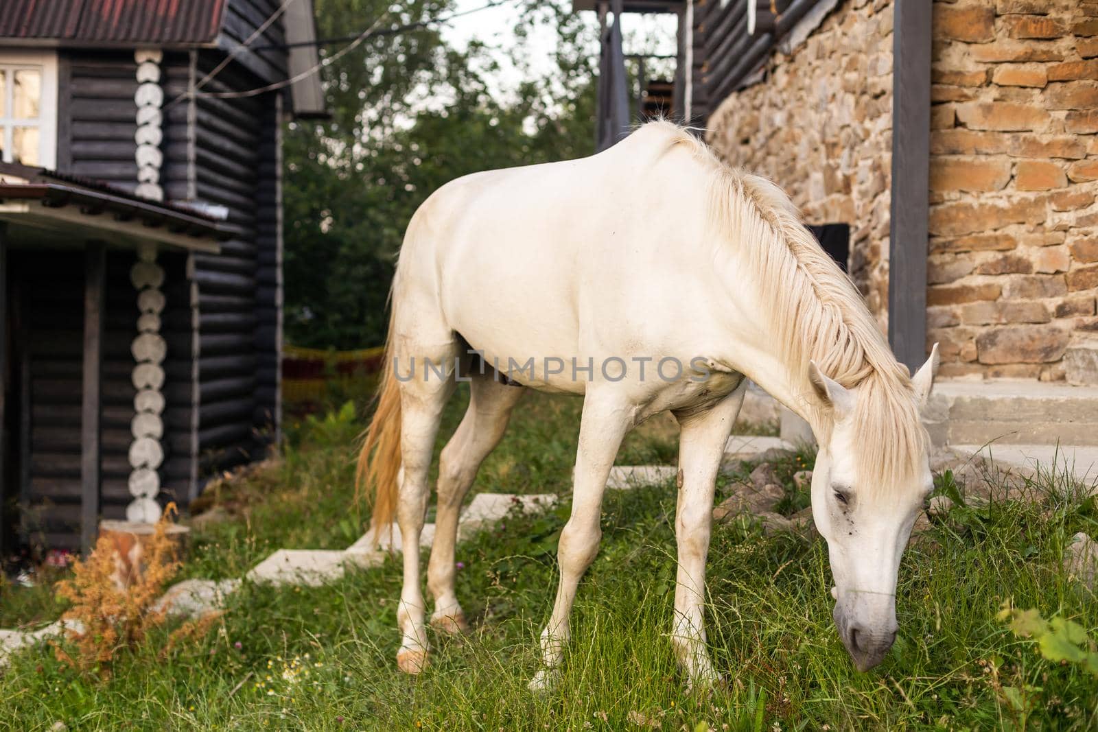 one white horse grazing on green grassland pasture against forest and old wooden barn at mountain. Eco travel tourism concept.